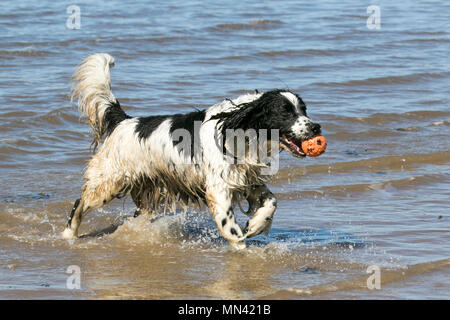 Crosby, Liverpool. Météo France 14/05/2018. Les chiens d'une journée dans le surf sur un jour sur la côte étés comme rescue dog Dillon, un dalmatien Jack Russel cross, qui est de12 ans jouit d'communes dans la mer sur la rive de l'estuaire de la Mersey. /AlamyLive MediaWorldImages ; crédit News. Banque D'Images