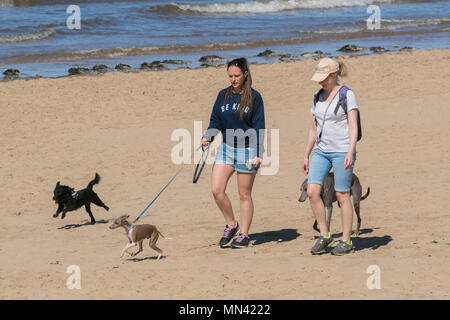 Crosby, Liverpool. Météo France 14/05/2018. Les chiens d'une journée dans le surf sur un jour à l'été sur la rive de la côte de l'estuaire de la Mersey. /AlamyLive MediaWorldImages ; crédit News. Banque D'Images