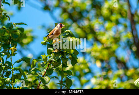 Bristol, Royaume-Uni. 14 mai 2018. Les chardonnerets à Bristol garden le chardonneret jaune est fortement colorée d'un rouge vif avec finch et aile jaune face patch. Sociable, souvent en colonies éparses de reproduction, ils ont une merveilleuse chanson gazouillis liquide et d'appel. Leur long bec fin leur permettent d'extraire les graines des chardons autrement inaccessibles et de chardons. Ils sont de plus en plus visiter les mangeoires d'oiseaux et des tables. En hiver, de nombreuses UK chardonnerets migrent vers le sud jusqu'en Espagne. Credit : Chandra Prasad/Alamy Live News Banque D'Images
