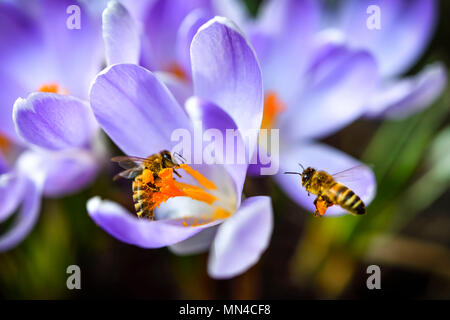 Les abeilles domestiques (Apis mellifera) Le crocus des fleurs au printemps, Honigbienen (Apis mellifera) Krokus-Blüten auf im Frühling Banque D'Images