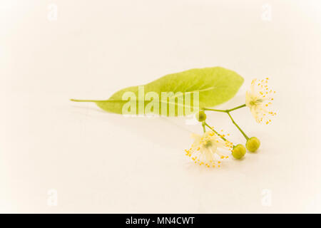 Fleurs de Tilleul sur un fond blanc. Banque D'Images