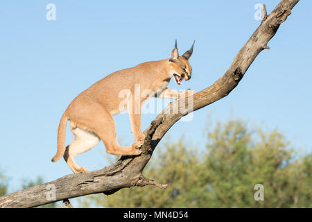 Un seul Caracal chat sur une branche d'arbre, grondant. L'Afrique du Sud Banque D'Images