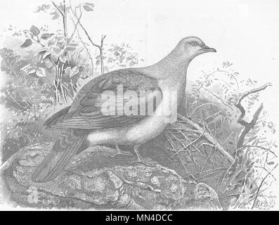 Les oiseaux. Muscade-pigeon 1895 ancienne vintage print photo Banque D'Images