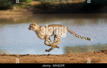 Cheetah tourne à plein régime en Afrique du Sud (Acinonyx jubatus) Banque D'Images
