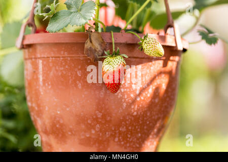 Les plants de fraisier en pot suspendu à un jardin botanique en serre. Banque D'Images