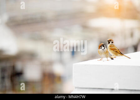Couple d'sparows. Petit oiseau sur un mur blanc. Banque D'Images
