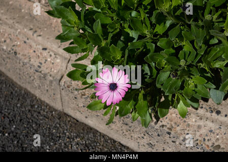 Dimorphotheca pluvialis dans un parterre de fleurs Banque D'Images