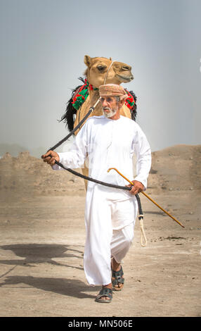 Ibri, Oman, le 28 avril 2018 : les hommes avec leurs chameaux sur une campagne d'Oman Banque D'Images