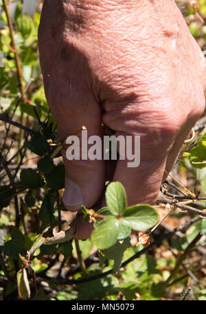 Pris sa retraite U.S. Army Corps of Engineers, District de Walla Walla natural resource manager Billy Drewery identifie les Redstem Ceanothus au barrage Dworshak et la zone de loisirs du réservoir de ton grand-père, près de Ahsahka, New York, 16 août 2017. Redstem Ceanothus fait partie du plan de gestion de la végétation pour améliorer la santé de l'écosystème et améliorer l'habitat des wapitis sur les terres qui entourent le barrage Dworshak et réservoir. Billy Drewery, a été le premier à forester et le barrage Dworshak Reservior il s'est joint à l'armée canadien en 1974 et il continue de faire du bénévolat ainsi que mentor ceux qui ont suivi en service. Banque D'Images