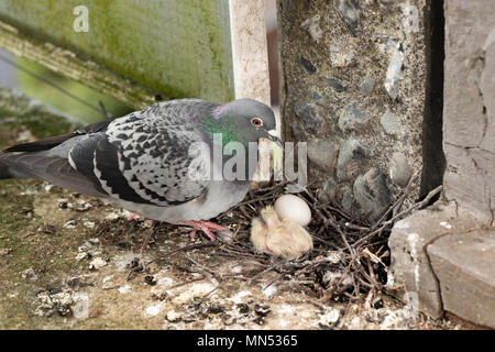 Diner de temps. Les oiseaux adultes retourne à son nid de brindilles pour nourrir son jeune poussin. Banque D'Images