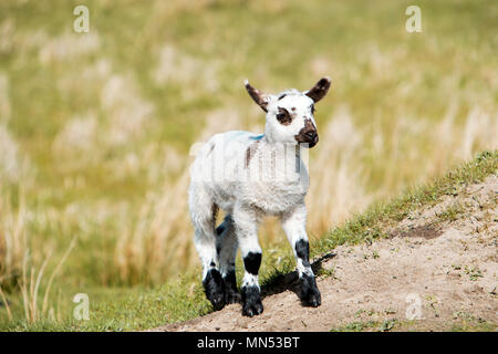 Un agneau bénéficiant le soleil de l'après-midi dans la région de Nidderdale North Yorkshire Banque D'Images