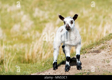 Un agneau bénéficiant le soleil de l'après-midi dans la région de Nidderdale North Yorkshire Banque D'Images