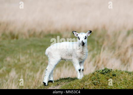 Un agneau bénéficiant le soleil de l'après-midi dans la région de Nidderdale North Yorkshire Banque D'Images