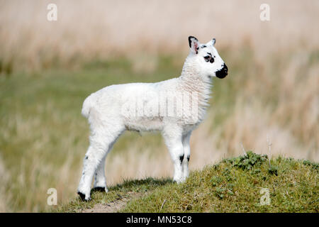 Un agneau bénéficiant le soleil de l'après-midi dans la région de Nidderdale North Yorkshire Banque D'Images