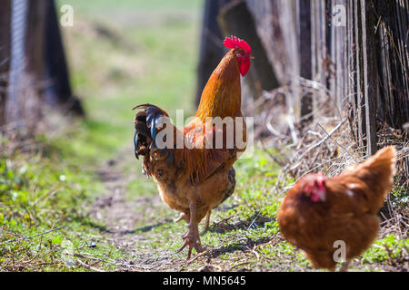 Close-up of big beautiful red bien nourris coq fièrement la garde de troupeau dans l'alimentation des poules sur l'herbe verte journée ensoleillée sur l'arrière-plan flou. Farmin Banque D'Images