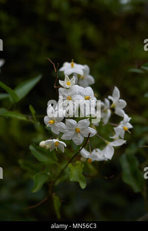 Solanum laxum blossom Banque D'Images