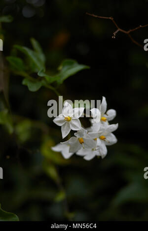 Solanum laxum blossom Banque D'Images