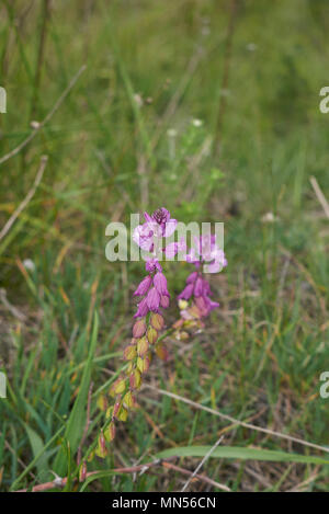 Polygala vulgaris blossom Banque D'Images