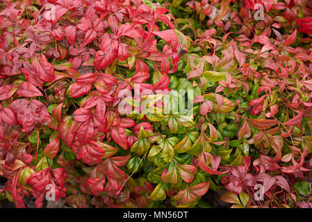 La Nandina domestica arbuste nain Banque D'Images