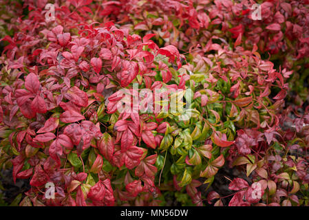 La Nandina domestica arbuste nain Banque D'Images