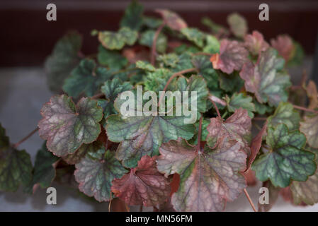 Heuchera micrantha en pot de fleurs Banque D'Images