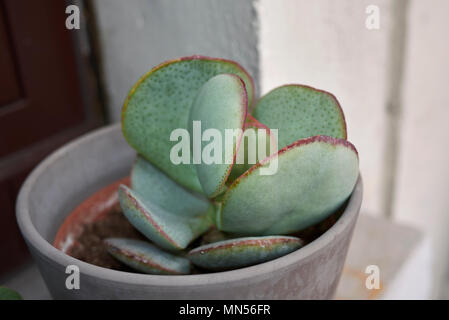 Crassula arborescens dans un pot Banque D'Images