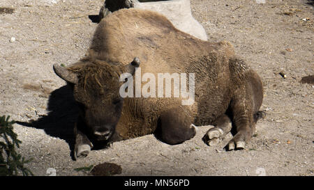 Dans Buffalo zoo alpin à Innsbruck en avril 2018 Banque D'Images