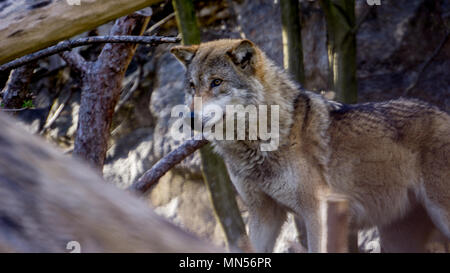 Cliché pris à partir de la grande distance à partir d'une meute de loups. Les loups sauvages dans les alpes Banque D'Images