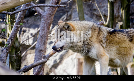 Cliché pris à partir de la grande distance à partir d'une meute de loups. Les loups sauvages dans les alpes Banque D'Images