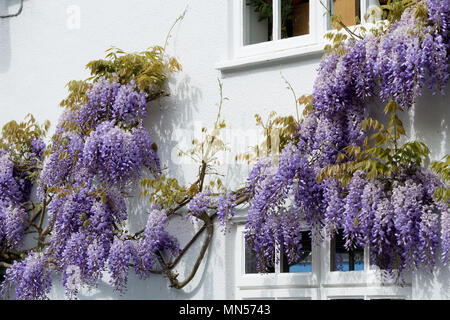 Wisteria cottage sur un croissant, Flore, Northamptonshire, England, UK Banque D'Images