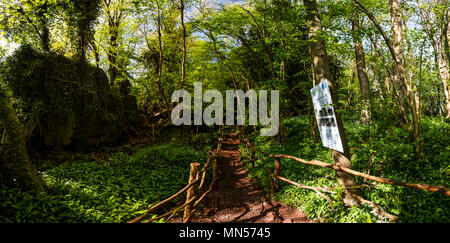 Situé à Coleford Puzzlewood dans la forêt de Dean est une forêt ancienne et une attraction touristique célèbre comme emplacement de film pour les longs métrages. Banque D'Images