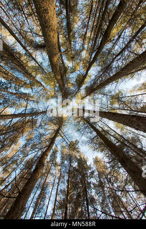 Résumé Une vue sur les arbres à partir du sol comme vu par un 15 mm objectif fish-eye Banque D'Images