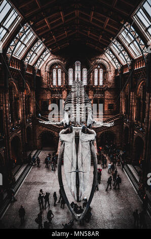 Baleine bleue Banque D'Images