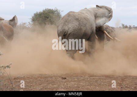 Bull elephant courir après un troupeau de femelles Banque D'Images