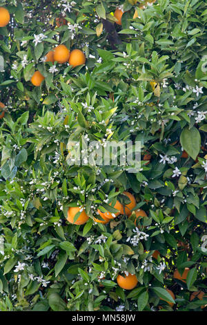 Valence nucellaire coupe Arbre en fleurs, Citrus sinensis 'Orange'. Banque D'Images