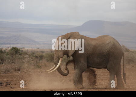 L'éléphant femelle ayant un bain de poussière dans le Parc national Amboseli, Kenya Banque D'Images