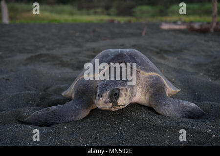 Tortue verte, Olivâtres Lepidochelys olivacea, lors de la ponte, Cheloniidae, karaté Plage, Parc national de Corcovado, Costa Rica, Amérique Centrale Banque D'Images