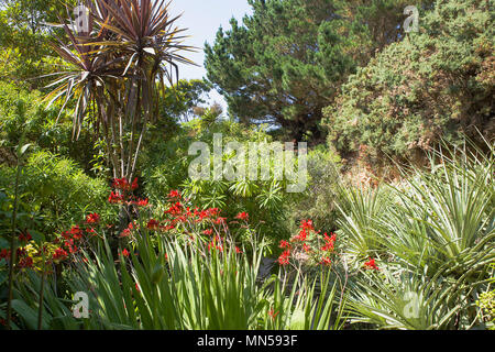 Carreg Dhu Gardens, St Mary's, Îles Scilly, UK Banque D'Images