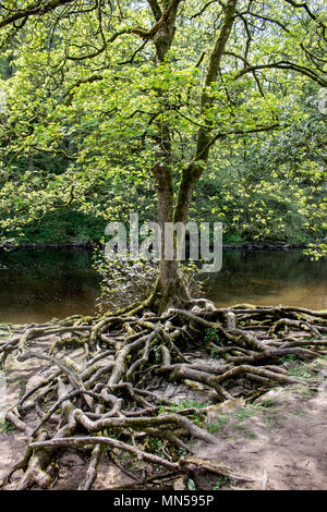 Vieil arbre avec de grosses racines montrant au-dessus du sol dans le Yorkshire, UK Banque D'Images