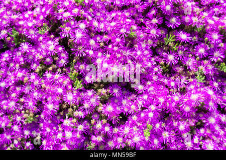 Hardy usine à glace (Delosperma cooperi) lit de fleur Banque D'Images