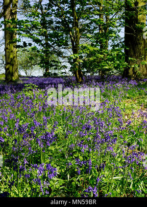 Un superbe écran de English Bluebells (Hyacinthoides non-scripta) dans le Grand Bois, près de Blickling à Norfolk, en Angleterre, en mai 2018. Banque D'Images