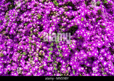 Hardy usine à glace (Delosperma cooperi) lit de fleur Banque D'Images