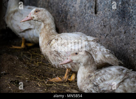 Drôle de garçon chez les blancs de poulet dans la sale de cour de la volaille après la pluie. Banque D'Images