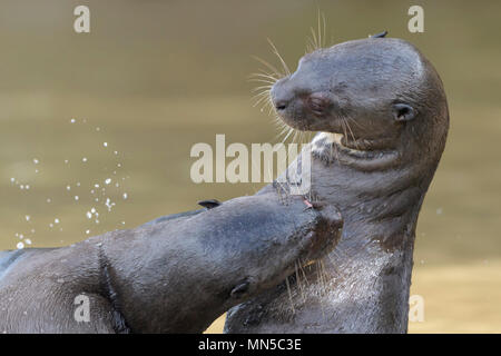 Deux loutre géante (Pteronura brasiliensis) jouant dans l'eau, Pantanal, Mato Grosso, Brésil. Banque D'Images