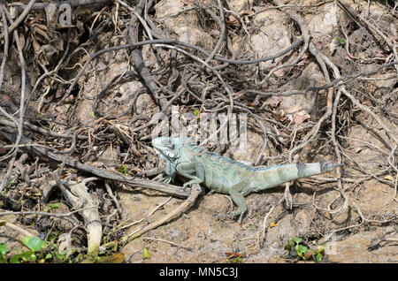 Ou vert iguane commun (Iguana iguana) sur la rive de la rivière près de Cuiaba Porto Jofre, Pantanal, Mato Grosso, Brésil Banque D'Images