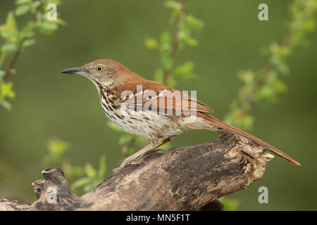 Brown Thrasher points chauds l'objectif mais capable de descendre un ou deux coups avant qu'il tire au large. Banque D'Images