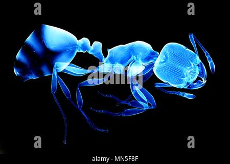 Blue ant sur fond noir, d'un microscope droit Banque D'Images