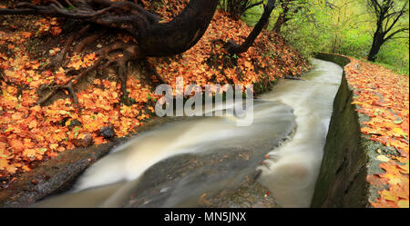 Petite rivière en temps de passage d'automne près de Brasov, Roumanie Banque D'Images