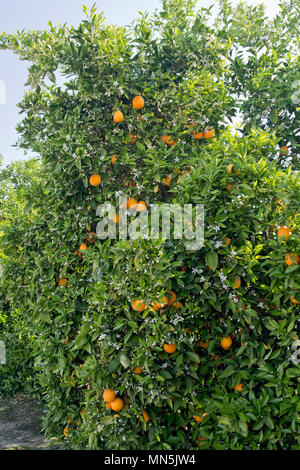 Valence nucellaire coupe Arbre en fleurs, Citrus sinensis 'Orange'. Banque D'Images