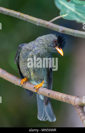 Seychelles bulbul (Hypsipetes crassirostris) sur Praslin, Seychelles. Banque D'Images